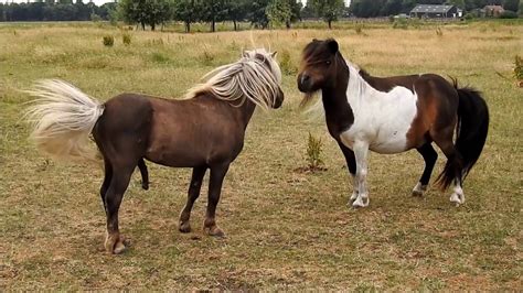 dieren sexen|2017 06 24 De nieuwe hengst dekt de eerste vrouwtjes pony's en .